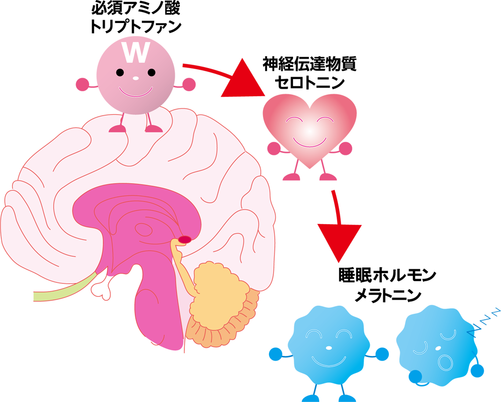 トリプトファン　セロトニン　メラトニン